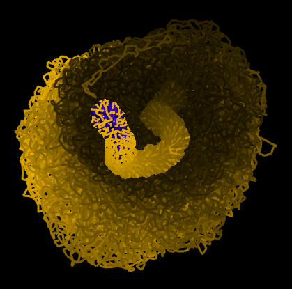 a model of a metaphase chromosome, (re) implemented using moltemplate (click for details)
